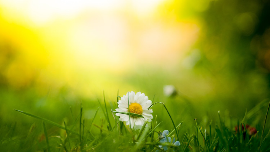 Springtime Daisy & Green Grass | Heidi McBain, Women's Counselor & Online Therapist in Flower Mound, Texas
