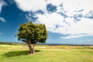 Green Tree, Green Grass & Blue Skies | Heidi McBain, Women's Counselor & Online Therapist in Flower Mound, Texas