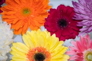 Brightly colored gerbera daisies floating in clear water | | Heidi McBain, Women's Counselor & Online Therapist in Flower Mound, Texas